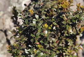 Image result for Myrsine africana