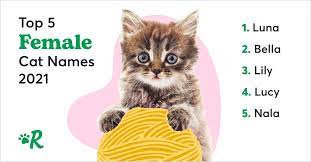 The 100 Most Popular Male And Female Cat Names Of 2021 Rover Com