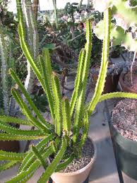 Image result for Euphorbia mlanjeana