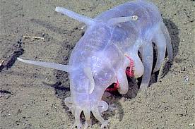 10 haiwan pelik dari dasar laut yang tak pernah anda lihat 4 paling pelik. Babi Laut Dari Dasar Laut Bobo