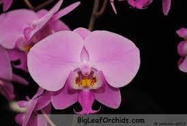 Http Www Bigleaforchids Com Coppermine Albums Species Schilleriana Tu67 20110311a Jpg Orchids Phalaenopsis Big Leaves