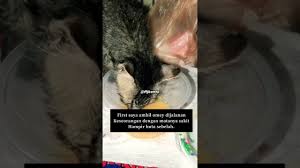 An infected pregnant woman can pass the virus to her baby. Kisah Anak Kucing Jalan Bernama Omey Terselamat Dari Virus Parvo Youtube