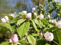 As an ornamental tree pineapple quince trees fit perfectly in the landscape by only growing to about 10 feet tall. Fruit Tree A French Garden