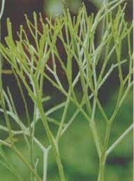 หวายทะนอย หรือ ไซโลตัม (psilotum sp.) ลักษณะของไซโลตัม คือ มีลำต้นใต้ดินเรียกว่า ไรโซม (rhizome) ไม่มีรากแต่มี ไรซอยด์ (rhizoid) ซึ่งประกอบด้วย. à¸«à¸§à¸²à¸¢à¸—à¸°à¸™à¸­à¸¢