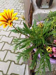 Gazania Splendens Koyun Gozu