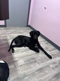 We found this English bulldog someone abandoned her, needs a home is sweet  and gets along well with other animals. We cannot keep her... If anyone is  interested in her please let