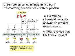 An excellent summary of the expression of the cftr gene from dr. Unit 8 Chapter 8 From Dna To