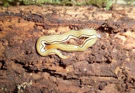 Image result for Polysphaeria harrisii