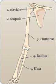 Labeled human forearm radius and ulna bone anatomy wall. Career Step Radius And Ulna Anatomy And Physiology Medical Coding