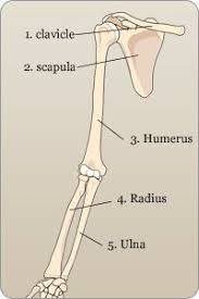 Images on pinterest from arm bones labeled , source:pinterest.com quadrate tubercle from arm superficial extensor muscles of hand and wrist anatomy carpal bones radius my life pinterest. Career Step Radius And Ulna Anatomy And Physiology Medical Coding