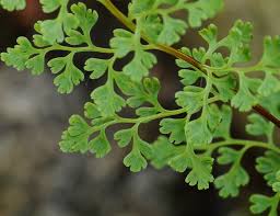 Image result for Anogramma