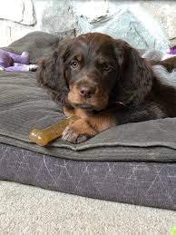 COI Chronicles Part III