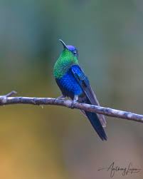 Image result for Landolphia cuneifolia