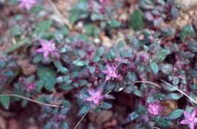 Image result for Trianthema