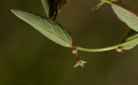 Image result for Phyllanthus pentandrus