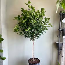 Image result for Fuirena microcarpa