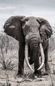 Https Www Facebook Com Photo Php Fbid 10205040766598995 Set Pb 1237634302 2207520000 1459286268 Typ Elephants Photos Elephant Pictures Elephant Photography