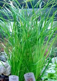 Image result for Cyperus tenuispica