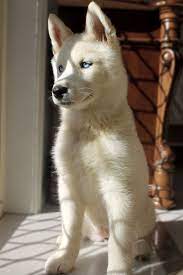 beautiful blue eyed white husky puppy kopek turleri evcil hayvanlar hayvan fotografciligi