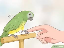 Como Entrenar A Un Loro 15 Pasos Con Imagenes