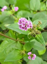 Image result for Boerhavia diffusa