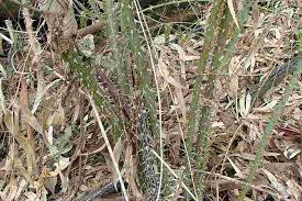 Image result for Cissus rubiginosa