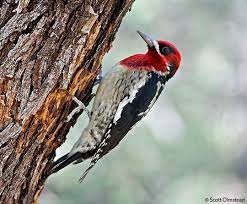 See full list on thespruce.com Photos Red Breasted Sapsucker Sphyrapicus Ruber Birds Of The World