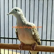 Maybe you would like to learn more about one of these? Cara Mengobati Perkutut Mencret On Kicau