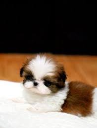 Black And White Shih Tzu Puppy Names Teacup Shih Tzu Puppy 5000 His Name Is Henry Cute Baby Animals Teacup Puppies Puppies