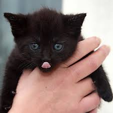 If you slowly blink back at your cat, you can let him know that you love him, too. 12 Signs Your Cat Really Loves You Pethelpful