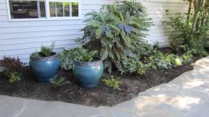 Image result for Coleus caninus