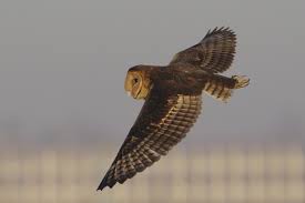 Gauteng Garden Birds Of South Africa African Grass Owl Tyto Capensis Gauteng South Africa Owl Owl Photos Beautiful Owl