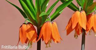 Click on these links to browse the whole collection: Growing Fritillaria Bulbs How To Care For Flowering Fritillarias
