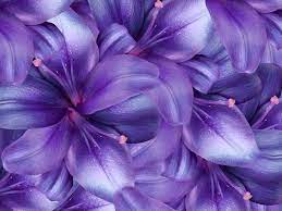 Even when dry, lavender will keep its scent, which makes it a commonly used bloom in relaxation masks and dry arrangements. Different Kinds Of Purple Flower Names To Put Into Your Garden Floraqueen