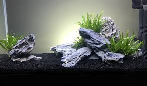 Back To Black Simplicity Aquarium Landscape Aquascape Aquascape Aquarium