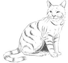Corso Di Grafica E Disegno Per Imparare A Disegnare Come Disegnare Un Gatto Disegni Di Gatti Gatto Acquerello Come Disegnare
