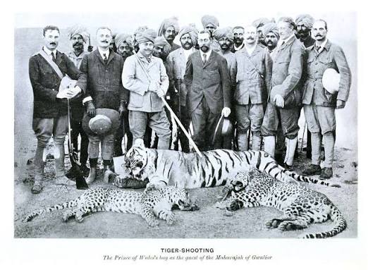 19 Tiger hunting in india, India Images: PICRYL - Public Domain Media Search Engine Public Domain Search