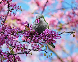 Spring Birds And Flowers Wallpaper Spring Birds Google Search Flores Delicadas Passaros Eagles