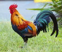 We did not find results for: Feng Shui How Tos Tips Rooster Images Chickens And Roosters Rooster