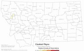 Image result for Megalochlamys