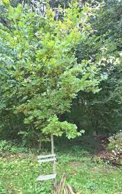 Maybe you would like to learn more about one of these? Stieleiche Umsetzen Baumkunde Forum