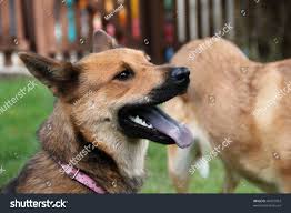 Shiba Inu Shepherd Mix Stock Photo 84373903 | Shutterstock