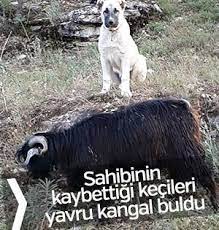 erzincan da kaybolan kecileri yavru kangal getirdi keciler kangal kopegi aslan