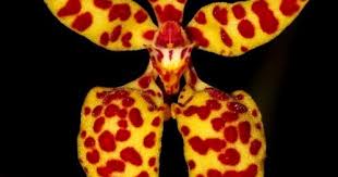 Image result for Ochna richardsiae