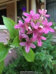 Image result for x Ruttyruspolia 'Phyllis van Heerden'