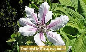 Maybe you would like to learn more about one of these? Parandaloni Dhe Kuroni Vyshkjen E Clematis Kopsht 2021