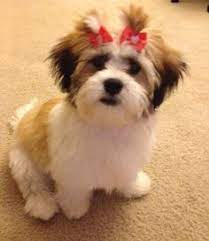 I got my teddy bear from greenfield puppies and she just has the biggest heart. 57 Teddy Bear Puppies Ideas Teddy Bear Puppies Puppies Mini Teddy Bears