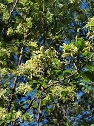 Image result for Turraea floribunda