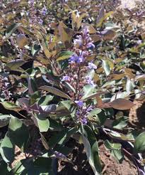 Image result for Vitex trifolia