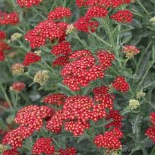 How to grow, care and propagate the cockscomb. Wallish Greenhouses